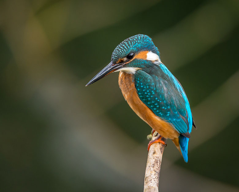 Image of bird sitting on tree branch